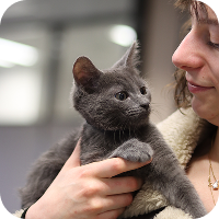 L’insuffisance rénale du chat